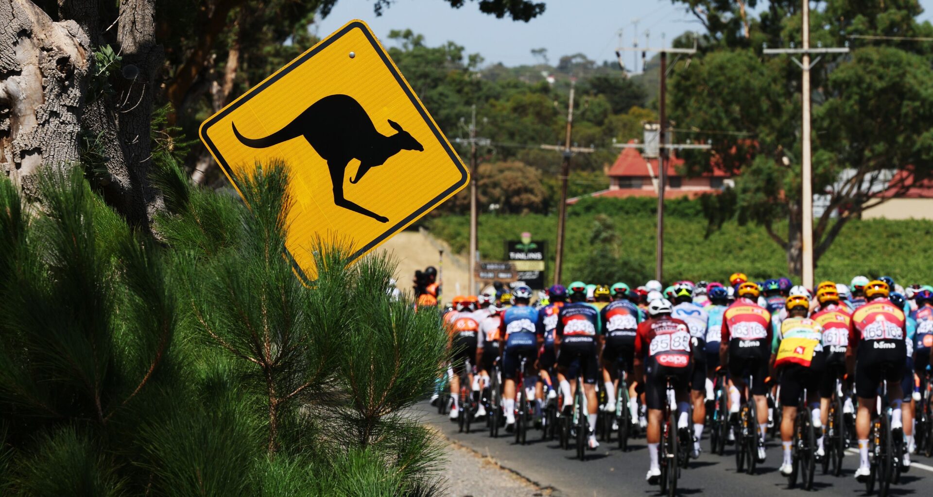 'It was just pinballing inside the group there' - kangaroos cause chaos at the Tour Down Under
