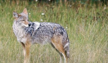 Nova Scotia issues advisory about increased coyote activity - CTV News