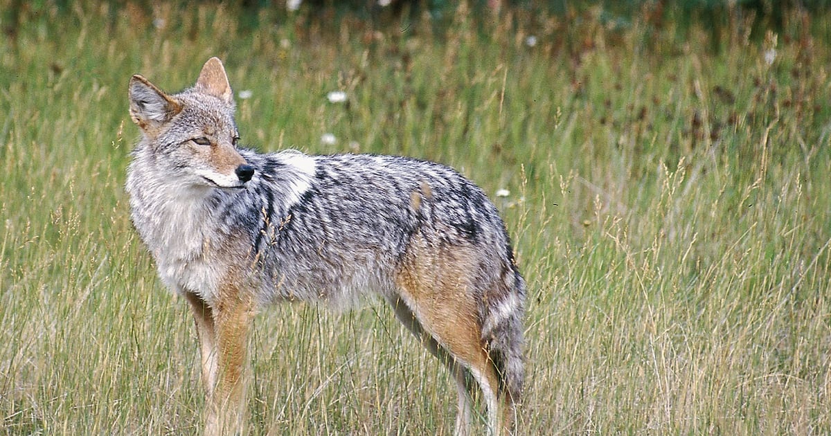 Nova Scotia issues advisory about increased coyote activity - CTV News