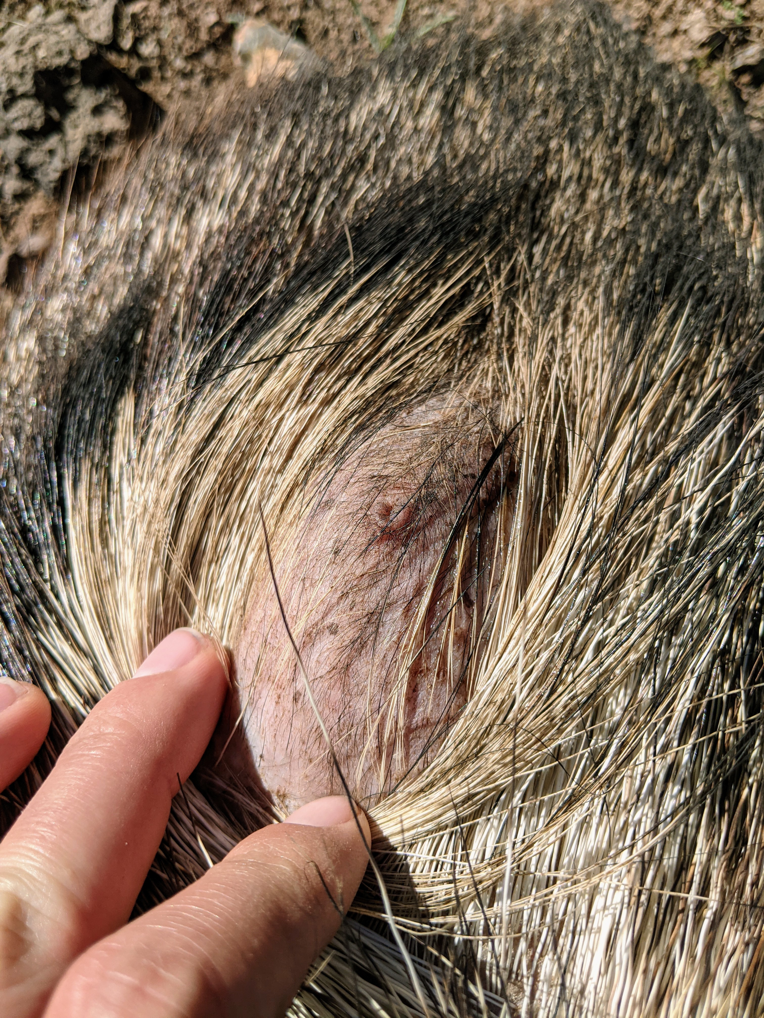 Javelina gland by Brit Oleson 2022