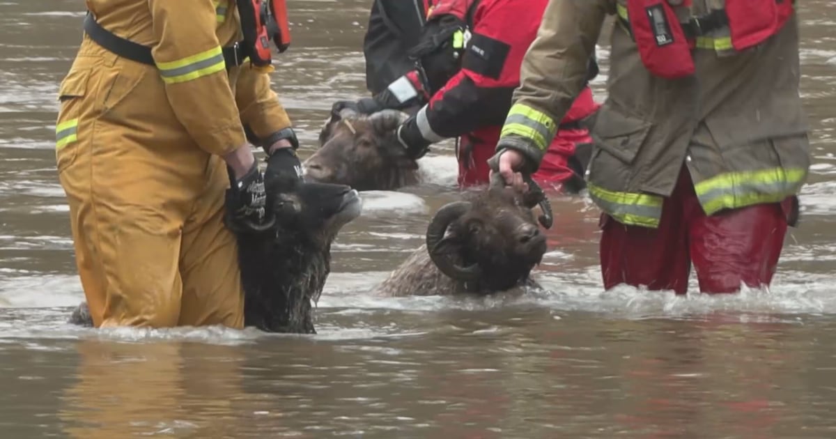 Stranded people, sheep rescued amid rising floodwaters on Vancouver Island - CTV News