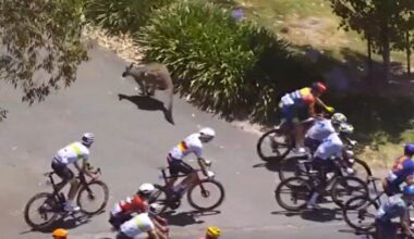 Kangaroo causes Tour Down Under leader Jay Vine to crash
