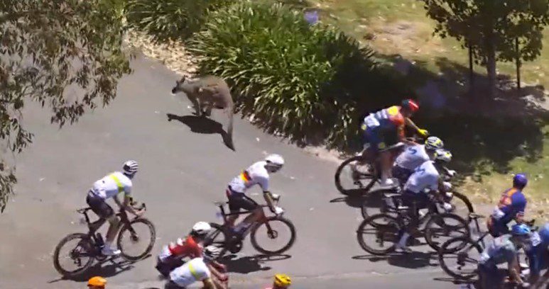 Kangaroo causes Tour Down Under leader Jay Vine to crash