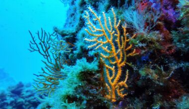 Canada shores up commitment to protect high seas with UN treaty set to become law