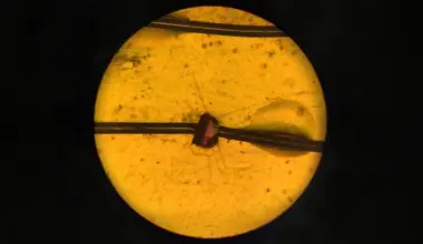 Lead-free material proves piezoelectric potential