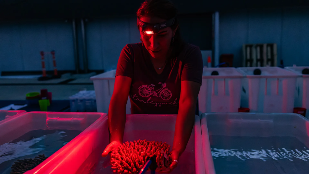 A woman covered in red light lifts a coral out of a tub.