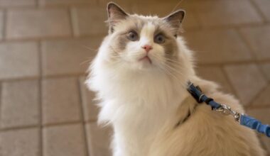 Lychee, a white, domestic long-haired cat, with big blue eyes and gray markings on its face, had FIP, a feline coronavirus. He was part of a clinical trial to cure him of the disease.
