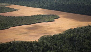 Major Brazilian grain traders quit Amazon conservation pact