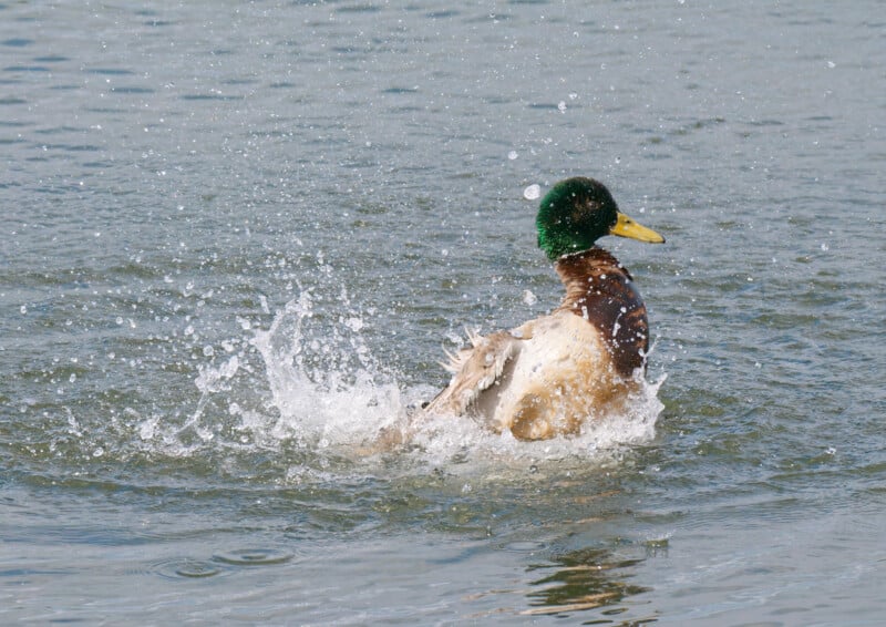 A mallard duck splashes in the water, creating a spray around itself as it flaps its wings. The duck has a green head, yellow beak, and brown body, and the water surface is rippling from the movement.