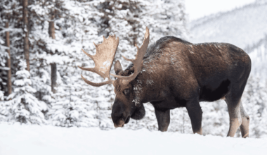 Wildlife alert issued after moose spotted in Fort St. John