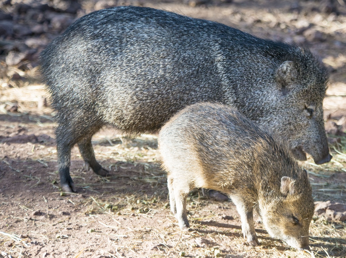 Mother javelina and baby photo by Ed ouimette