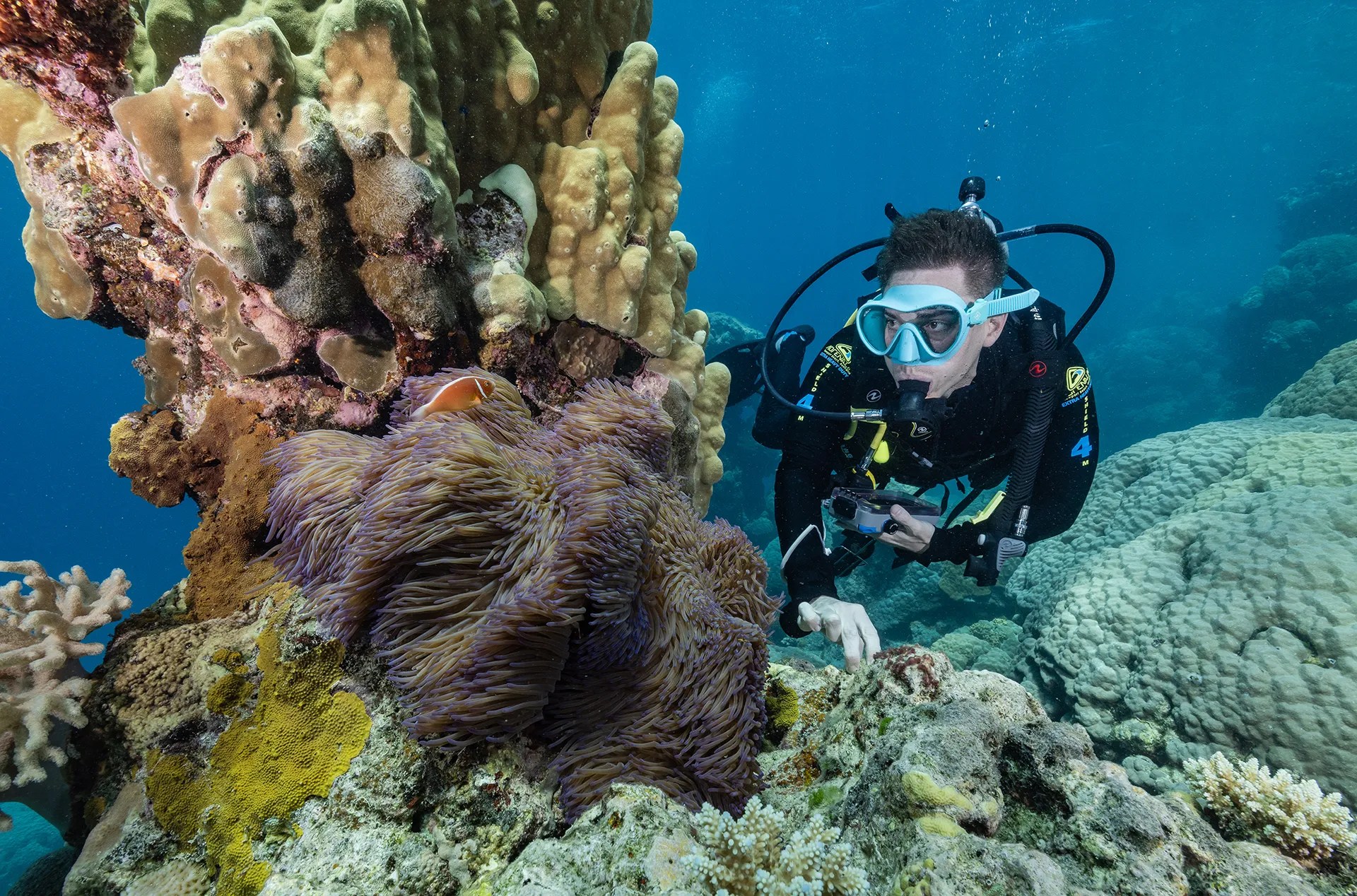 An image of a brown-haired scuba diver floating next to coral and an anemone.