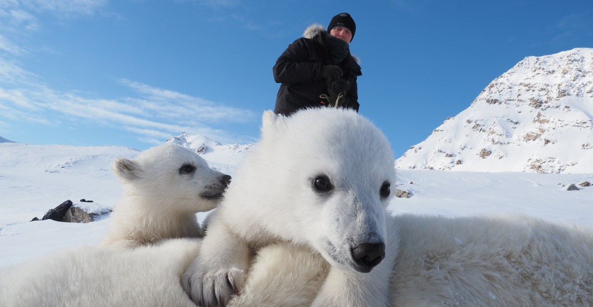 Polar bears and climate change: New research in Norway has scientists baffled