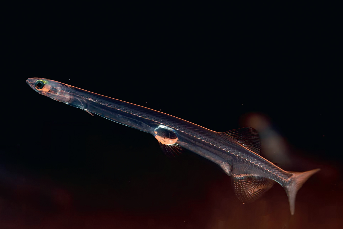 A small, long, clear fish shaped like a noodle in dark water.