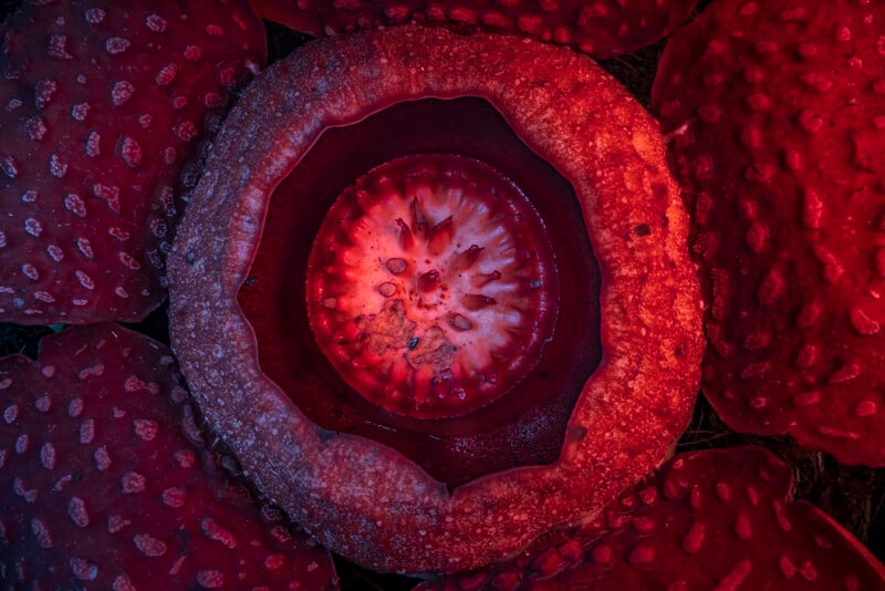 Close-up view of a large, red Rafflesia flower with a textured center and thick, petal-like lobes surrounding it, illuminated by dramatic lighting.