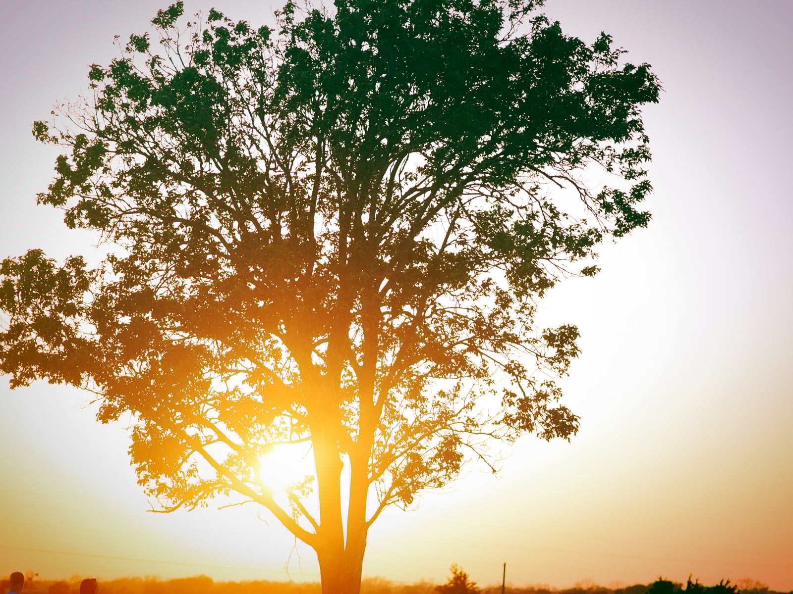 A large tree stands in a field with sunlight streaming through its branches at sunset, creating a warm, glowing effect. The sky is clear with a soft gradient from light to purple.