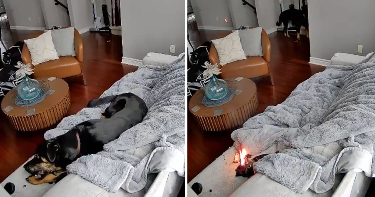 Ottawa firefighters extinguish house fire started by dog chewing on battery-powered heated glove - CTV News