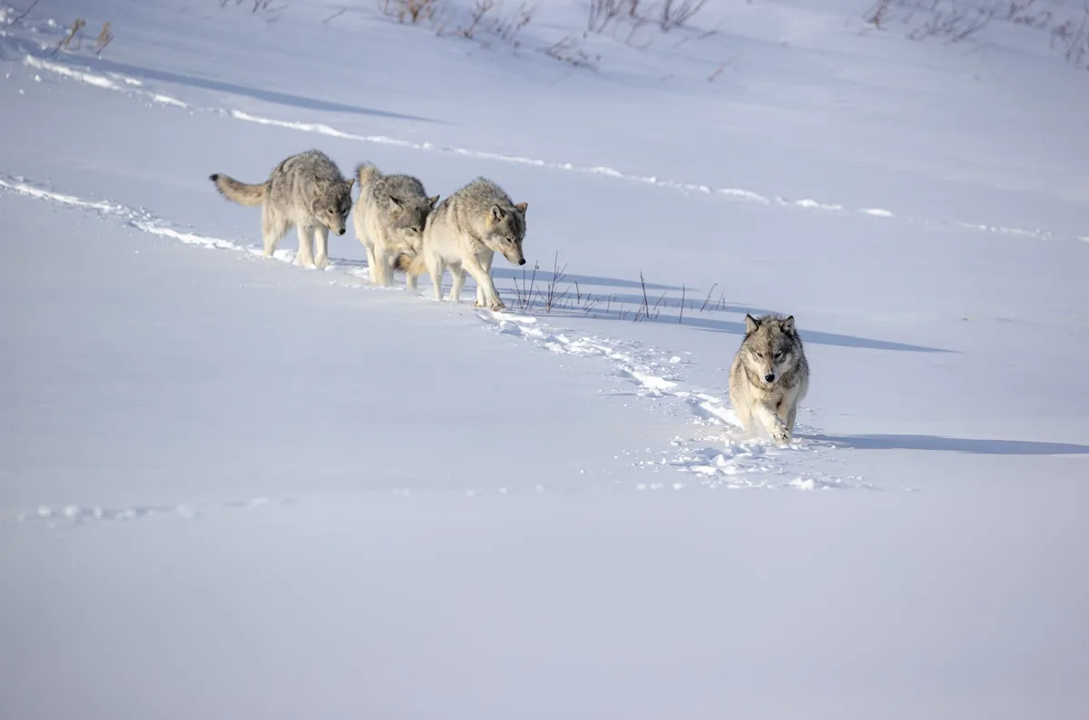 Opoyastin pack on the move