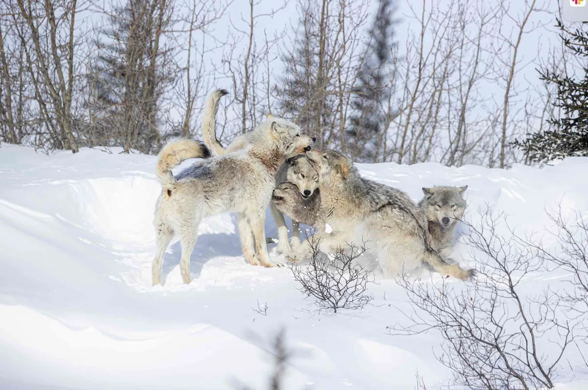 Opoyastin pack playing