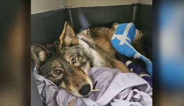 Combined efforts save northern Ont. wolf hit by a car - CTV News