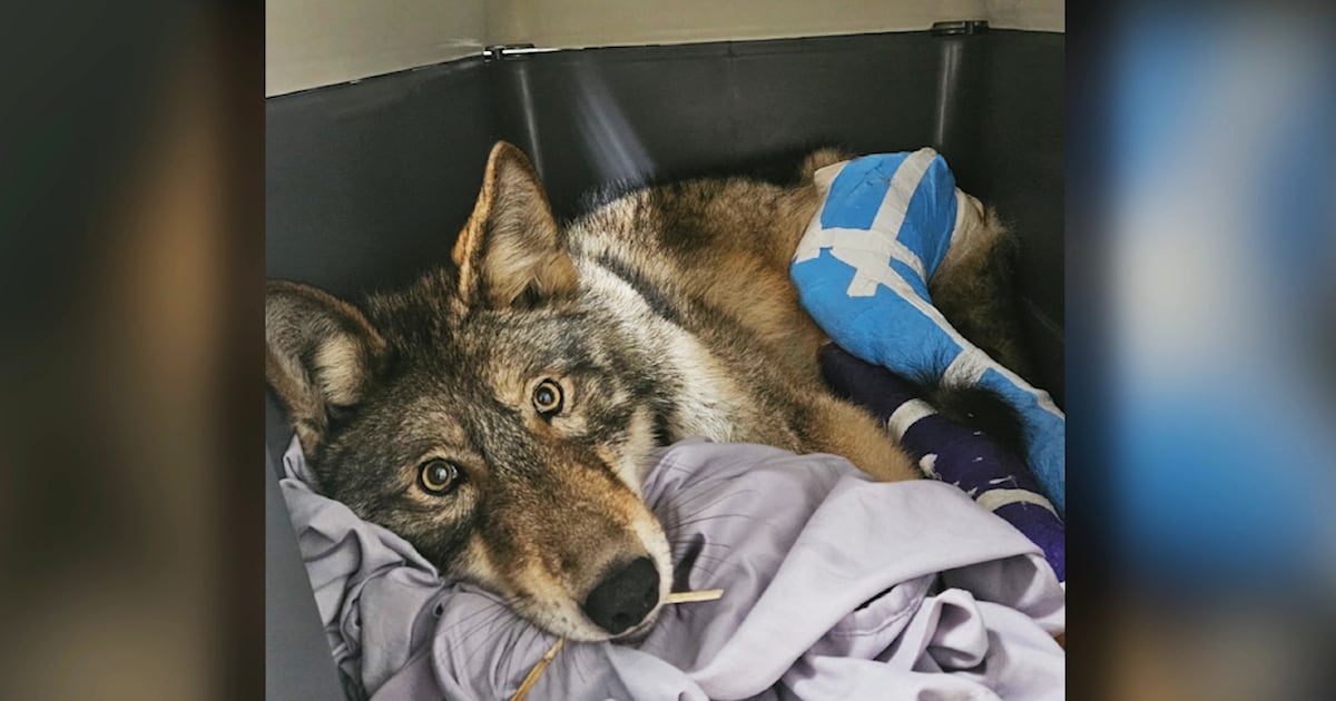 Combined efforts save northern Ont. wolf hit by a car - CTV News