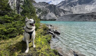 Husky dies after being caught in hunting trap west of Radium, B.C. - CTV News