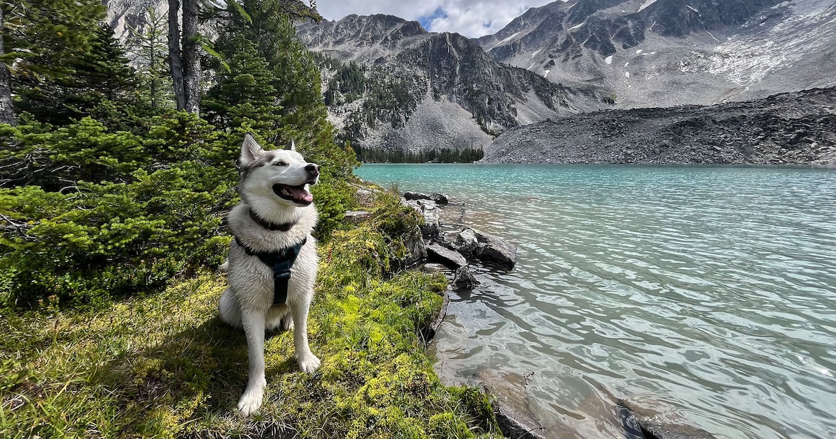 Husky dies after being caught in hunting trap west of Radium, B.C. - CTV News