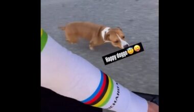 Just an adorable dog racing Tadej Pogačar to cleanse your TL