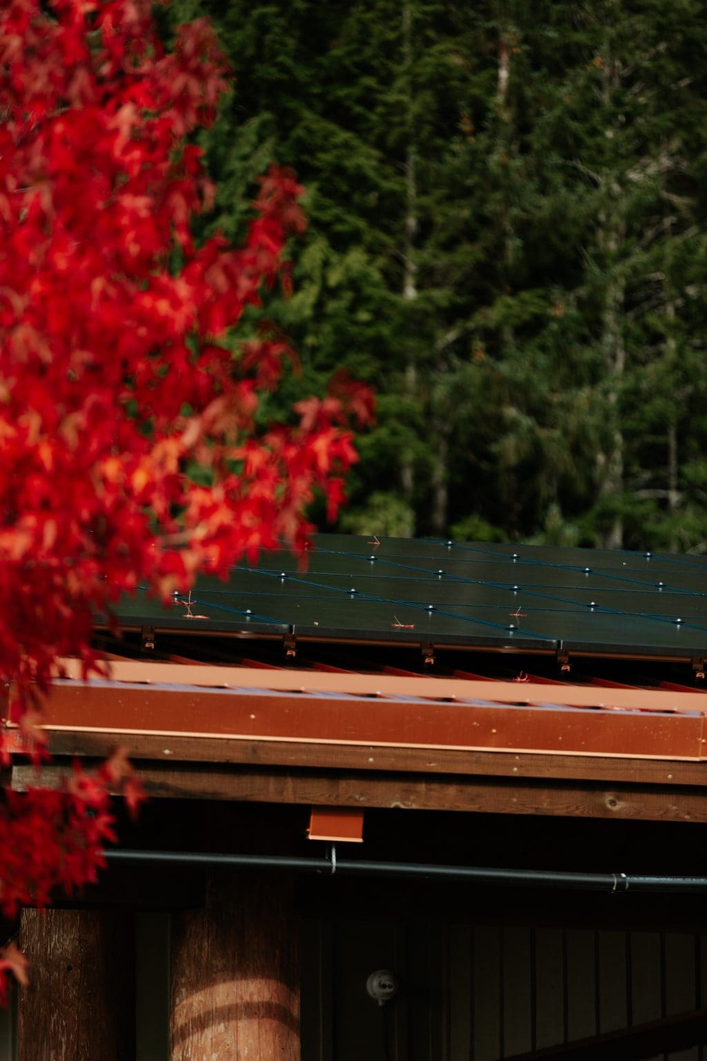 Solar panels on top of Quatsino First Nation's daycare building, on a sunny day with a tree with red leaves in the foreground