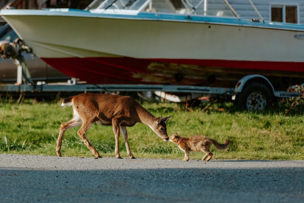 At Quatsino, a deer and a cat sniff each other's noses on a sunny day on the pavement, a boat visible on the grass behind them.