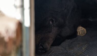 Black bear living under California home