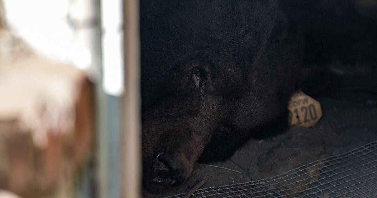 Black bear living under California home