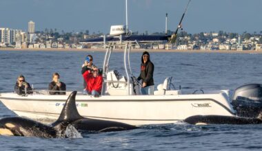 Killer Whale Gang Develops New Language to Terrorize Ships