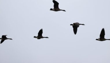 Whitby says 10 dead Canada geese collected near marina