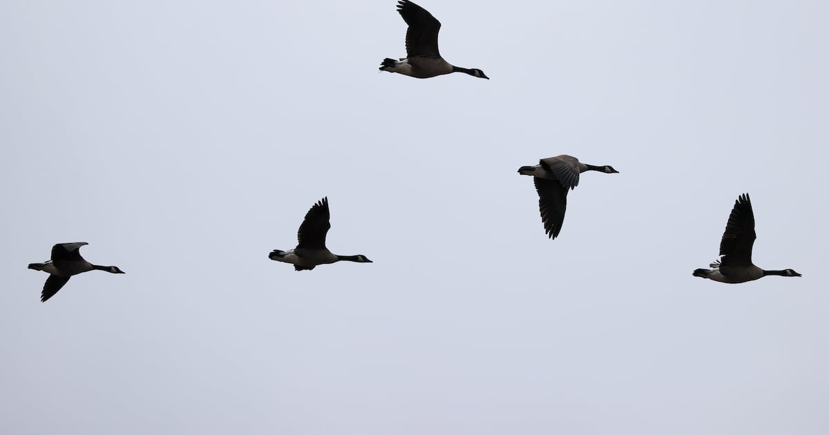 Whitby says 10 dead Canada geese collected near marina