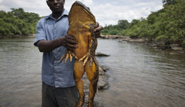 The Goliath frog defies the limits of amphibians: measuring up to 32 cm in length, weighing over 3 kg, and capable of leaps of nearly 3 meters, it has become the largest living frog ever recorded on the planet.
