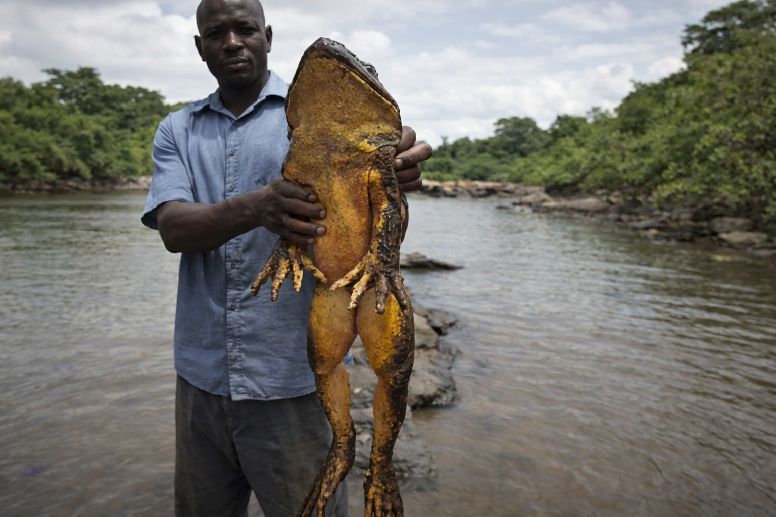 The Goliath frog defies the limits of amphibians: measuring up to 32 cm in length, weighing over 3 kg, and capable of leaps of nearly 3 meters, it has become the largest living frog ever recorded on the planet.