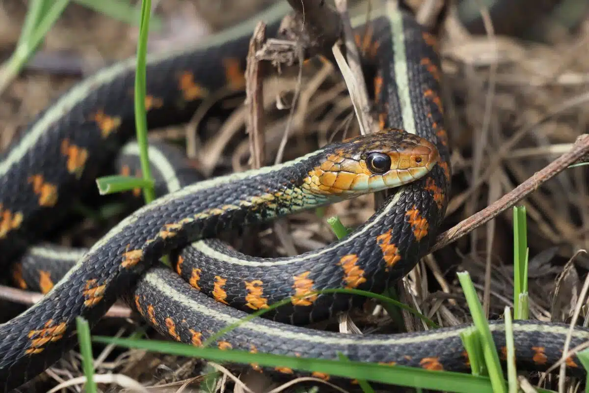 Common,(red Sided),garter,(thamnophis,sirtalis,parietalis)