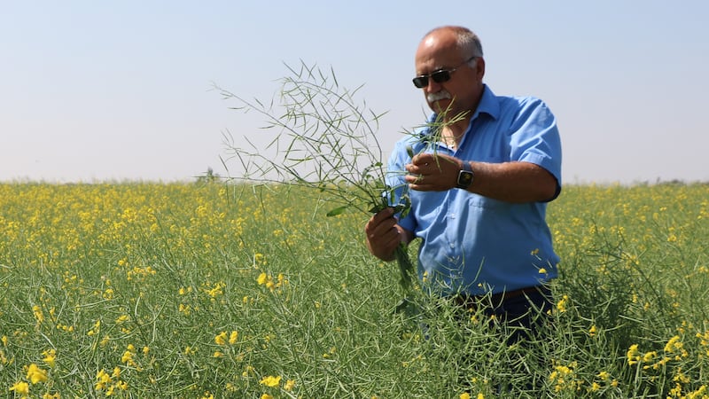 Farmer Bill Prybylski stands in a canola field on his farm near Yorkton, Sask., in this 2023 handout photo. THE CANADIAN PRESS/Handout - Agricultural Producers Association of Saskatchewan (Mandatory Credit)