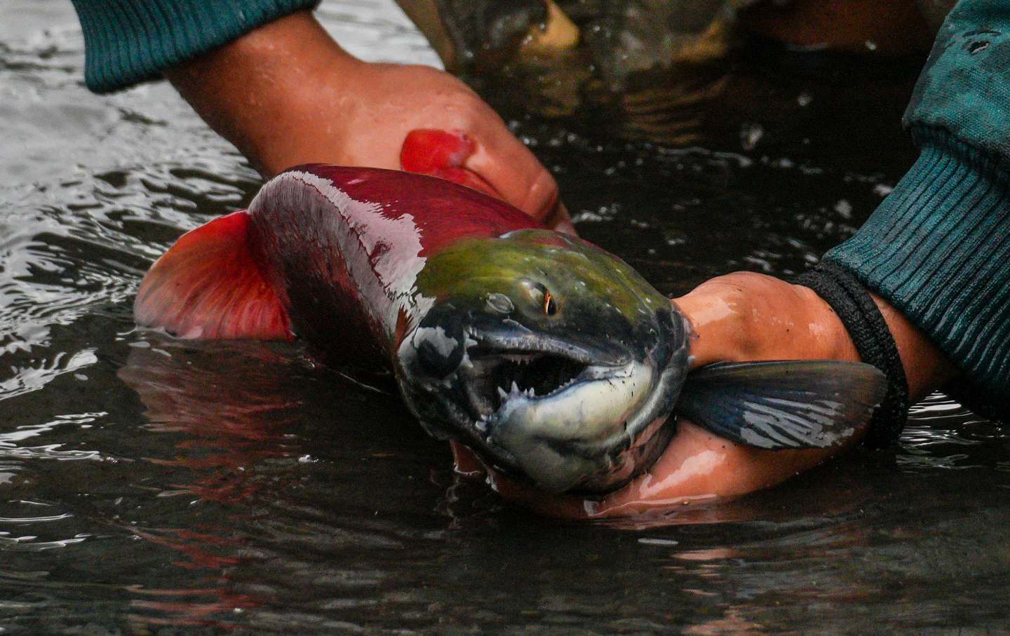 Salmon swimming against the current to spawn in the streams in Alaska in August 2025.