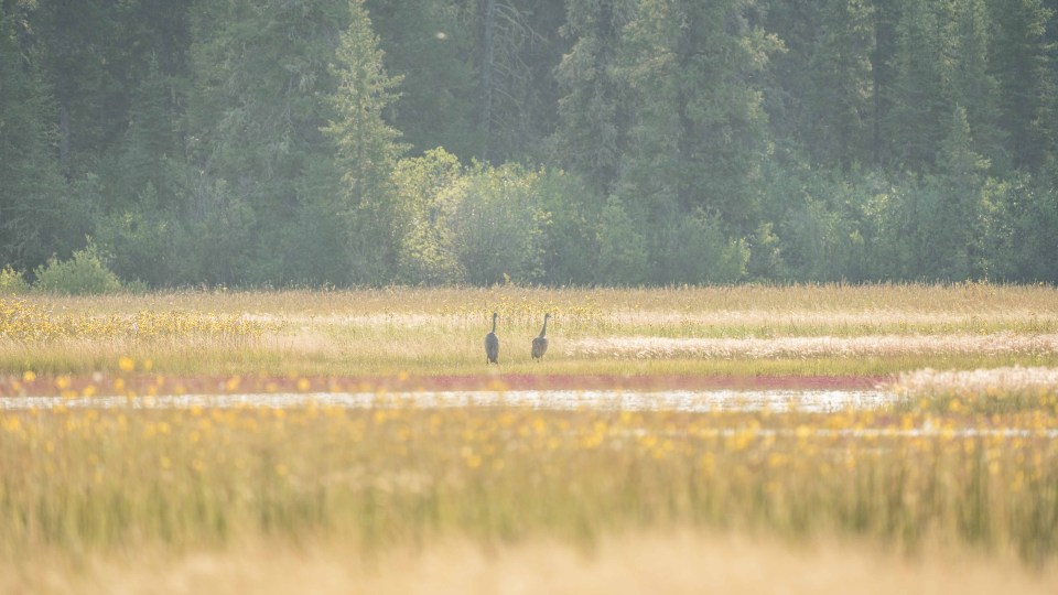 Sandhill crSandhill cranes on the Salt Plains in Wood Buffalo National Park in August 2021. he Athabasca River flows into the park. Sarah Pruys/Cabin Radioanes on the Salt Plains in Wood Buffalo National Park in August 2021. Sarah Pruys/Cabin Radio