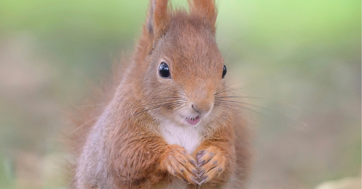 Scientists Finally Understand How Animals Experience Joy