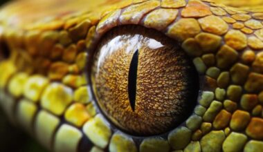 Scientists Froze Nearly Half Of This Snake’s Body, And It Came Back To Life