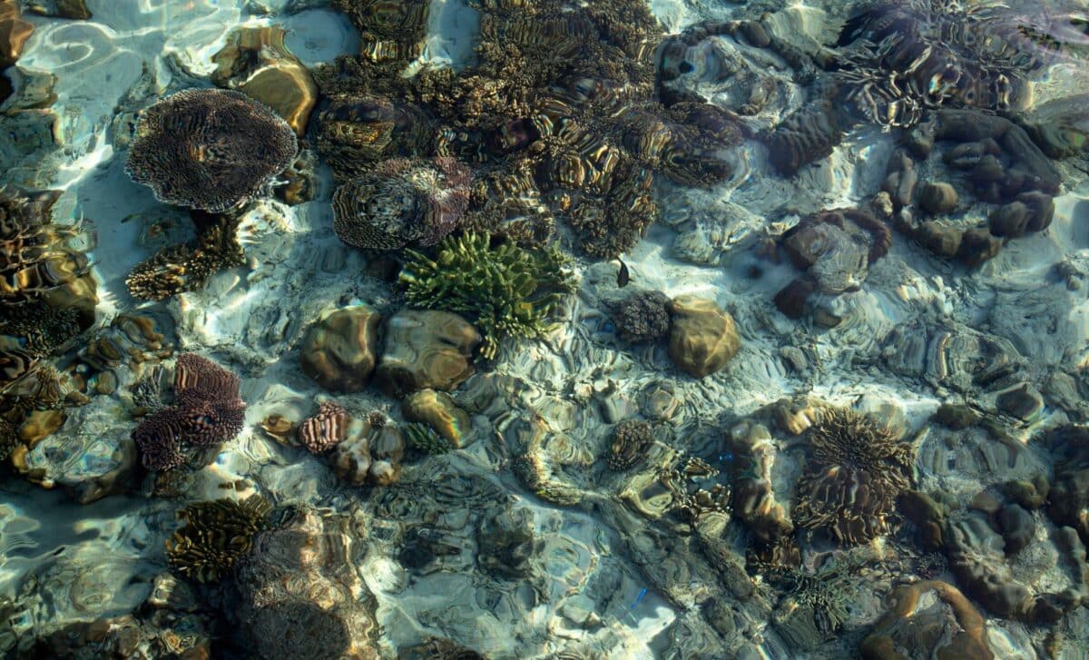 Scientists Were Sure The Ocean Was Dead, Then They Dug Up This Insane Fossil Site