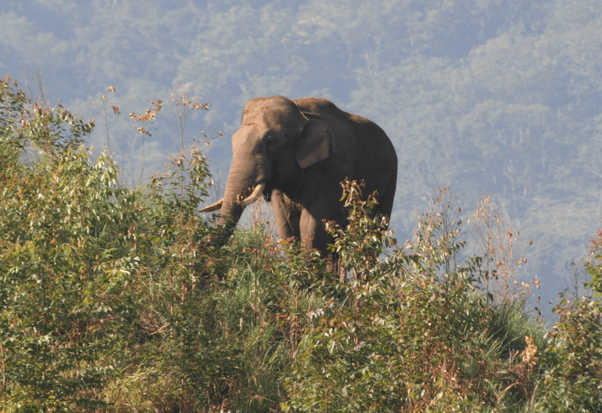 "Our jungle guide sprang into action, shouting urgently 'Run! Quickly! Run!' We were seemingly running for our lives from we knew not what"