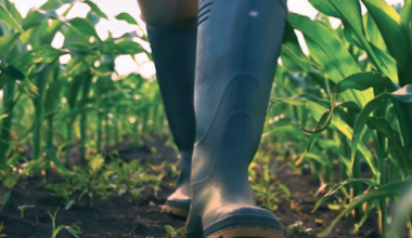 Canada’s Temporary Foreign Worker Program Grows 20× Since 2000