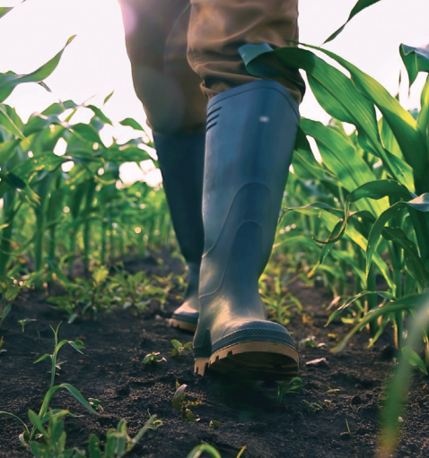 Canada’s Temporary Foreign Worker Program Grows 20× Since 2000