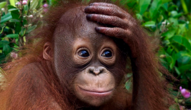 Trump drops 66 int'l groups, including the 8-decade-old one protecting endangered species