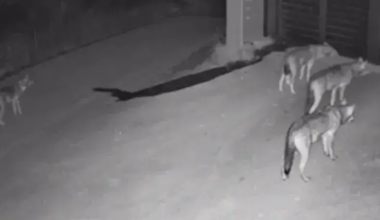 Wolf pack near Thessaloniki not threatening to humans, says NGO