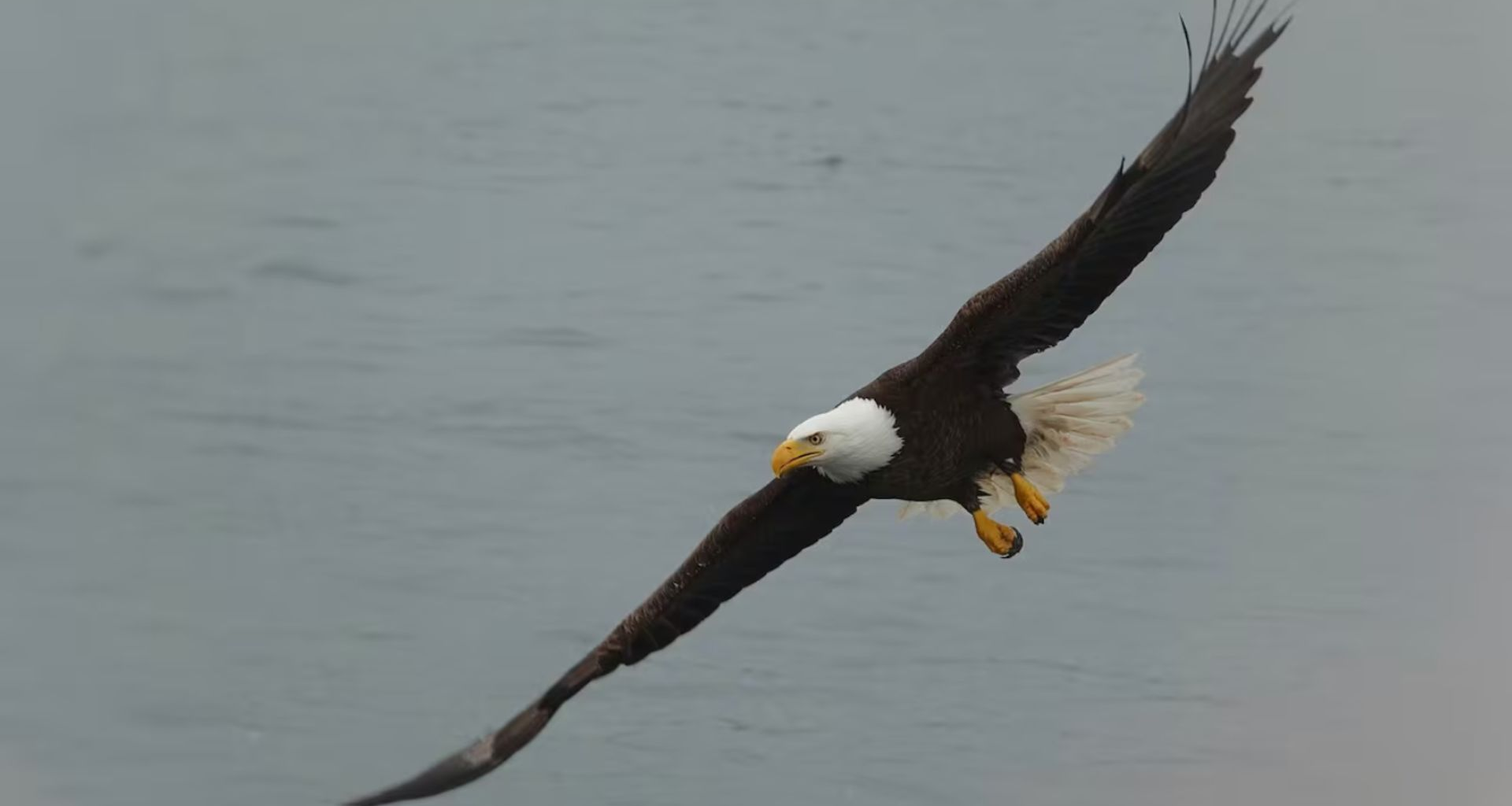 Why bald eagle sightings have soared across Alberta